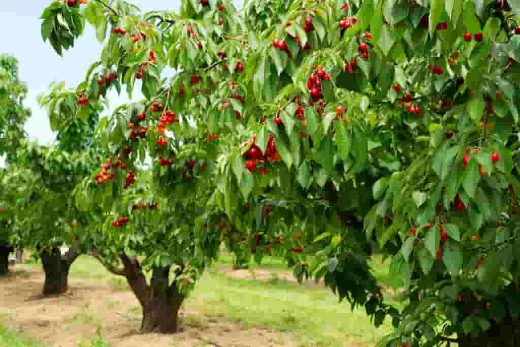Fruit Tree Farms Tree Farming Information
